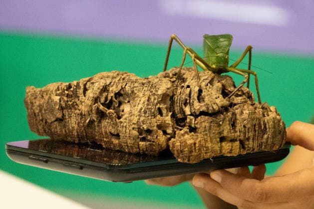 Katydid during the Annual Weigh-In at ZSL London Zoo in London, England. UK. Monday 24th August 2026 Copyright: xJamesxWarrenx ANNUAL WEIGH-IN AT ZSL LONDON ZOO15