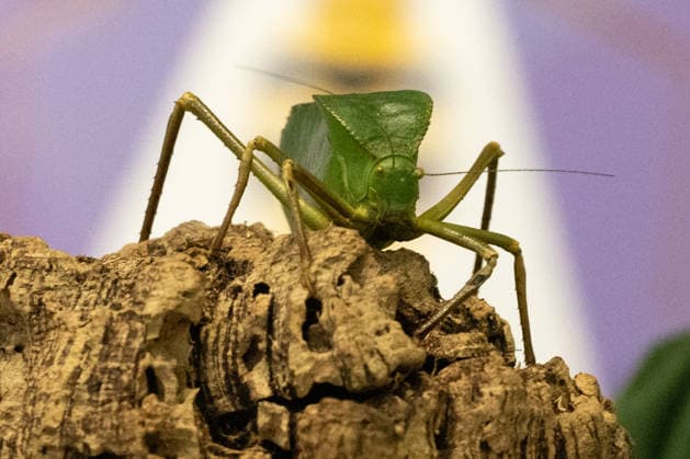 Katydid during the Annual Weigh-In at ZSL London Zoo in London, England. UK. Monday 24th August 2026 Copyright: xJamesxWarrenx ANNUAL WEIGH-IN AT ZSL LONDON ZOO16