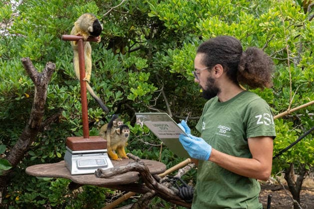 Bolivian black-capped squirrel monkeys during the Annual Weigh-In at ZSL London Zoo in London, England. UK. Monday 24th August 2026 Copyright: xJamesxWarrenx ANNUAL WEIGH-IN AT ZSL LONDON ZOO2