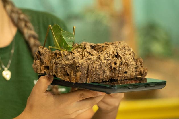 Katydid during the Annual Weigh-In at ZSL London Zoo in London, England. UK. Monday 24th August 2026 Copyright: xJamesxWarrenx ANNUAL WEIGH-IN AT ZSL LONDON ZOO20