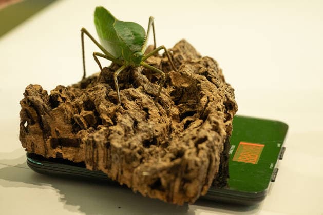 Katydid during the Annual Weigh-In at ZSL London Zoo in London, England. UK. Monday 24th August 2026 Copyright: xJamesxWarrenx ANNUAL WEIGH-IN AT ZSL LONDON ZOO22