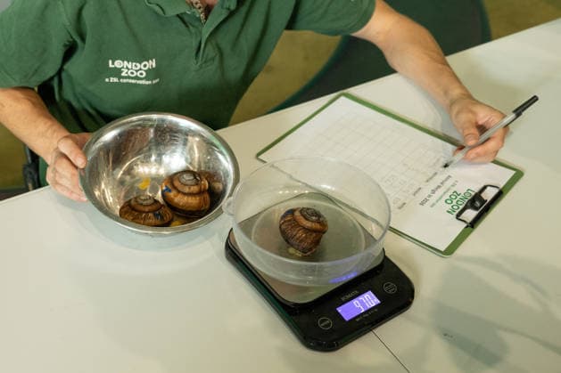 Vietnamese magnolia snail during the Annual Weigh-In at ZSL London Zoo in London, England. UK. Monday 24th August 2026 Copyright: xJamesxWarrenx ANNUAL WEIGH-IN AT ZSL LONDON ZOO24
