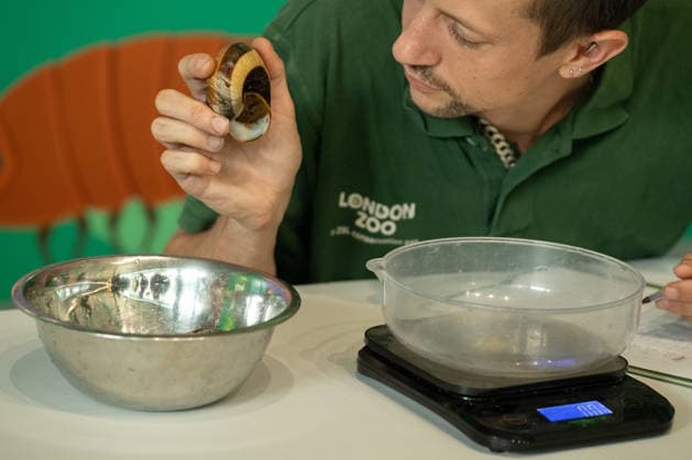 Vietnamese magnolia snail during the Annual Weigh-In at ZSL London Zoo in London, England. UK. Monday 24th August 2026 Copyright: xJamesxWarrenx ANNUAL WEIGH-IN AT ZSL LONDON ZOO28