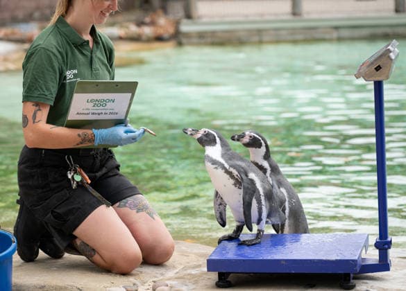 Humboldt Penguins during the Annual Weigh-In at ZSL London Zoo in London, England. UK. Monday 24th August 2026 Copyright: xJamesxWarrenx ANNUAL WEIGH-IN AT ZSL LONDON ZOO29