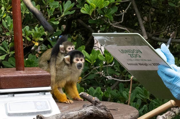 Bolivian black-capped squirrel monkeys during the Annual Weigh-In at ZSL London Zoo in London, England. UK. Monday 24th August 2026 Copyright: xJamesxWarrenx ANNUAL WEIGH-IN AT ZSL LONDON ZOO3