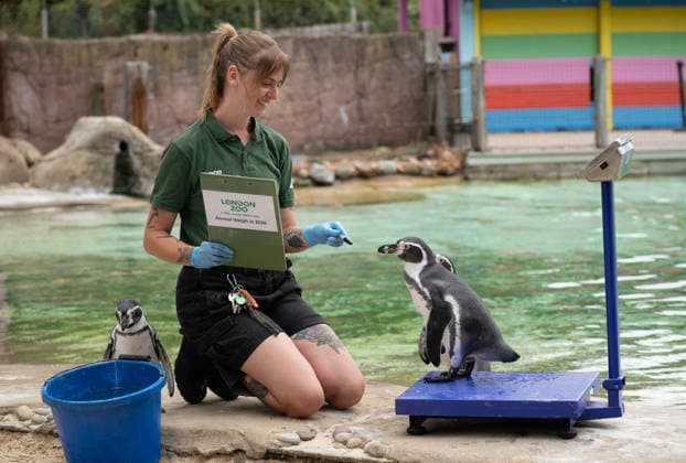 Humboldt Penguins during the Annual Weigh-In at ZSL London Zoo in London, England. UK. Monday 24th August 2026 Copyright: xJamesxWarrenx ANNUAL WEIGH-IN AT ZSL LONDON ZOO30