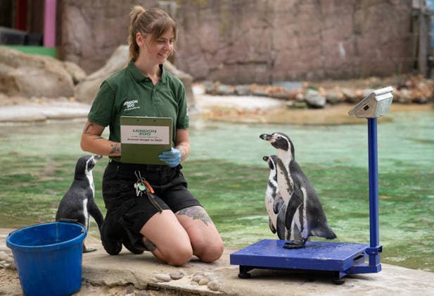 Humboldt Penguins during the Annual Weigh-In at ZSL London Zoo in London, England. UK. Monday 24th August 2026 Copyright: xJamesxWarrenx ANNUAL WEIGH-IN AT ZSL LONDON ZOO31