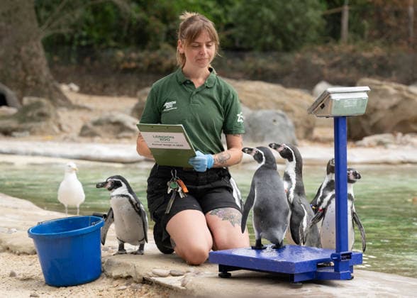 Humboldt Penguins during the Annual Weigh-In at ZSL London Zoo in London, England. UK. Monday 24th August 2026 Copyright: xJamesxWarrenx ANNUAL WEIGH-IN AT ZSL LONDON ZOO34