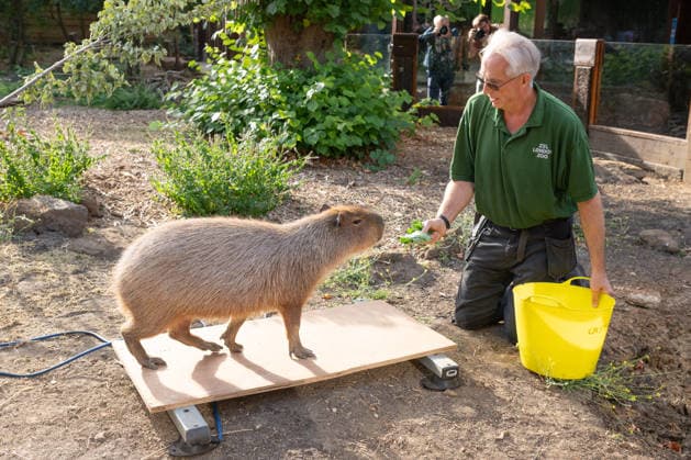 Capybara during the Annual Weigh-In at ZSL London Zoo in London, England. UK. Monday 24th August 2026 Copyright: xJamesxWarrenx ANNUAL WEIGH-IN AT ZSL LONDON ZOO35