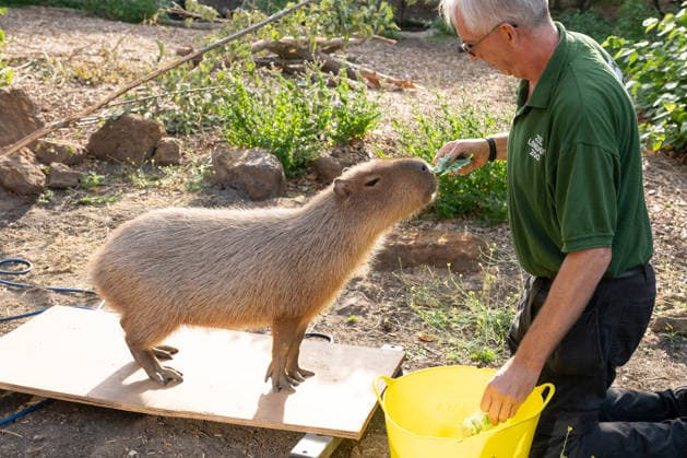 Capybara during the Annual Weigh-In at ZSL London Zoo in London, England. UK. Monday 24th August 2026 Copyright: xJamesxWarrenx ANNUAL WEIGH-IN AT ZSL LONDON ZOO36