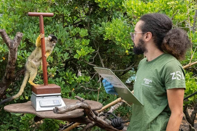 Bolivian black-capped squirrel monkeys during the Annual Weigh-In at ZSL London Zoo in London, England. UK. Monday 24th August 2026 Copyright: xJamesxWarrenx ANNUAL WEIGH-IN AT ZSL LONDON ZOO4
