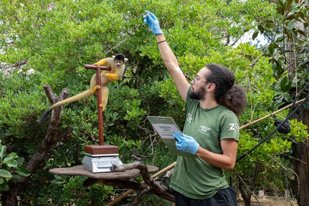Bolivian black-capped squirrel monkeys during the Annual Weigh-In at ZSL London Zoo in London, England. UK. Monday 24th August 2026 Copyright: xJamesxWarrenx ANNUAL WEIGH-IN AT ZSL LONDON ZOO9