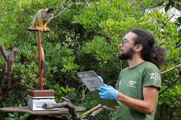 Bolivian black-capped squirrel monkeys during the Annual Weigh-In at ZSL London Zoo in London, England. UK. Monday 24th August 2026 Copyright: xJamesxWarrenx ANNUAL WEIGH-IN AT ZSL LONDON ZOO8