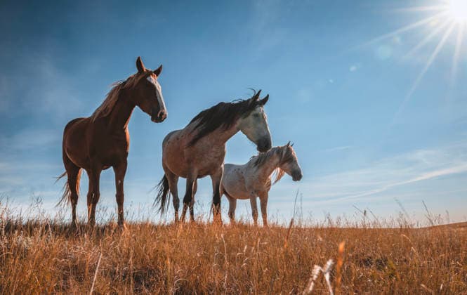 Three majestic wild horses stand in Theodore Roosevelt national park Medora, North Dakota, United States CR_SSNF260819-2109582-01 ,model released, Symbolfoto ,property released