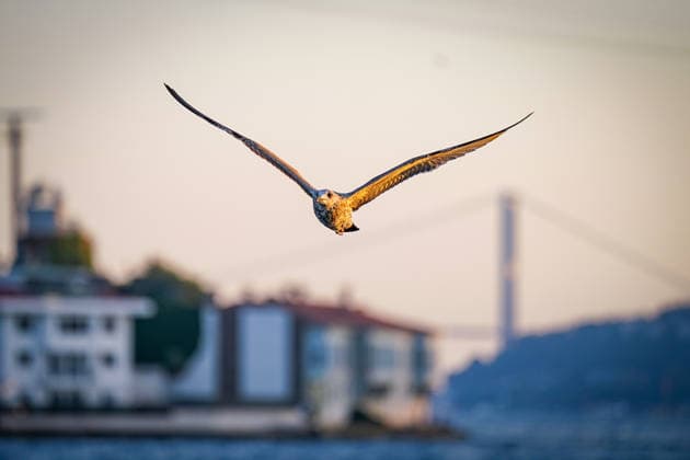 Istanbul, Türkei: Möwe im Flug über dem Bosporus, frontal mit weit ausgebreiteten Flügeln, im warmen Abendlicht, unscharfe Stadt- und Brückenkulisse im Hintergrund. Flugaufnahme, Vogel, Seevogel, Wildvogel, Flügelspannweite, Natur, Tierwelt, Fauna, Freiheit, Bosporus, Istanbul, Stadtvogel, Biodiversität, Artenschutz, Vogelschutz, Umwelt, Symbolbild. *** Istanbul, Turkey: A seagull in flight over the Bosphorus, seen head-on with wings spread wide, in the warm evening light, with a blurred cityscape and bridges in the background; aerial shot, bird, seabird, wild bird, wingspan, nature, wildlife, fauna, freedom, Bosphorus, Istanbul, urban bird, biodiversity, species conservation, bird conservation, environment, symbolic image Copyright: xJOERANxSTEINSIEKx