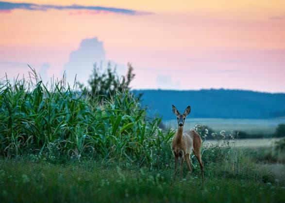 Wilde weibliche Rehe in einem Feld Wild female roe deer in a field (License=RF) Copyright: xZoonar.com EwaldxFroechx 25449673