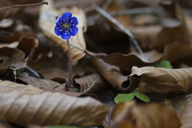 Leberblümchen in einem Wald in den Bayerischen Alpen im Frühling Liverworts in a forest in the Bavarian Alps in spring Copyright: imageBROKER DianaxLiess ibliqx18628189.jpg