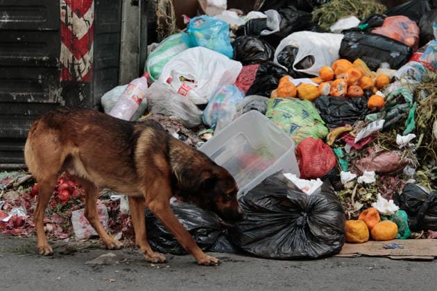 The streets of La Paz are full of garbage after the protests by garbage collectors LA PAZ, BOLIVIA - AUGUST 25: A dog searches for food in a pile of garbage as rubbish piles mount in the streets following weeks of protests by garbage collectors striking for better salaries, in La Paz, Bolivia, on August 25, 2026. Jorge Mateo Romay Salinas Anadolu La Paz Bolivia. Editorial use only. Please get in touch for any other usage.  Copyright: x2026xAnadoluxJorgexMateoxRomayxSalinasx