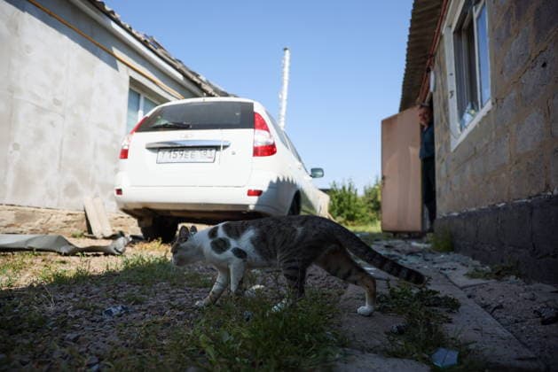 RUSSIA, LUGANSK - AUGUST 26, 2026: A cat is seen by a residential house damaged following a strike by the Armed Forces of Ukraine. Alexander Reka TASS  96655106