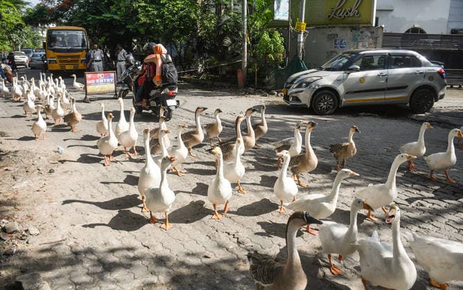 Flock of Geese in Assam s Guwahati Guwahati, Aug 26 (ANI): Vehicles stop as a flock of geese crosses a road, in Guwahati on Wednesday. Guwahati Assam India Copyright: xANIx ANI_20260826298