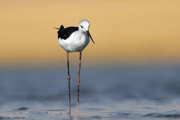 August 27, 2026, Diyarbakir, Diyarbakir, Turkey: A Black-winged Stilt (Himantopus himantopus) forages for food in the shallow waters of Kabakli Pond in Diyarbakir, Turkey. The long-legged wader feeds mainly on small aquatic invertebrates as it searches for food in the pondÃ¢â‚¬â ¢s shallow areas. Diyarbakir Turkey  - ZUMAe142 20260827_zip_e142_002 Copyright: xDoganxEvsanx