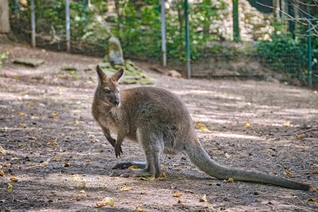 Bennett-Känguru ( Notamacropus rufogriseus ). Bennett-Känguru ( Notamacropus rufogriseus ) im Tiergarten Eisenberg. 20260820MIC0145