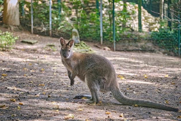 Bennett-Känguru ( Notamacropus rufogriseus ). Bennett-Känguru ( Notamacropus rufogriseus ) im Tiergarten Eisenberg. 20260820MIC0158