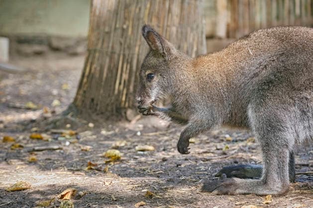 Bennett-Känguru ( Notamacropus rufogriseus ). Bennett-Känguru ( Notamacropus rufogriseus ) im Tiergarten Eisenberg. 20260820MIC0170
