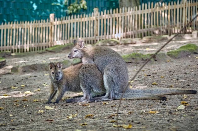 Bennett-Känguru ( Notamacropus rufogriseus ). Bennett-Kängurus ( Notamacropus rufogriseus ) im Tiergarten Eisenberg. 20260820MIC0133