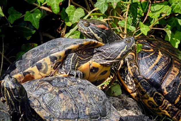 Nordamerikanische Buchstaben-Schmuckschildkröte ( Trachemys scripta ). Nordamerikanische Buchstaben-Schmuckschildkröten ( Trachemys scripta ) im Tiergarten Eisenberg. 20260820MIC0582