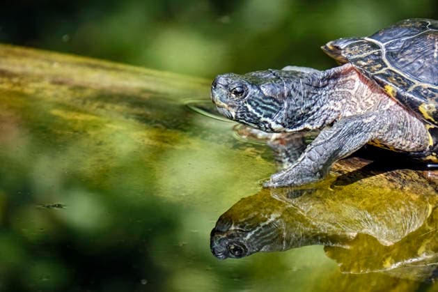 Nordamerikanische Buchstaben-Schmuckschildkröte ( Trachemys scripta ). Nordamerikanische Buchstaben-Schmuckschildkröte ( Trachemys scripta ) im Tiergarten Eisenberg. 20260820MIC0550
