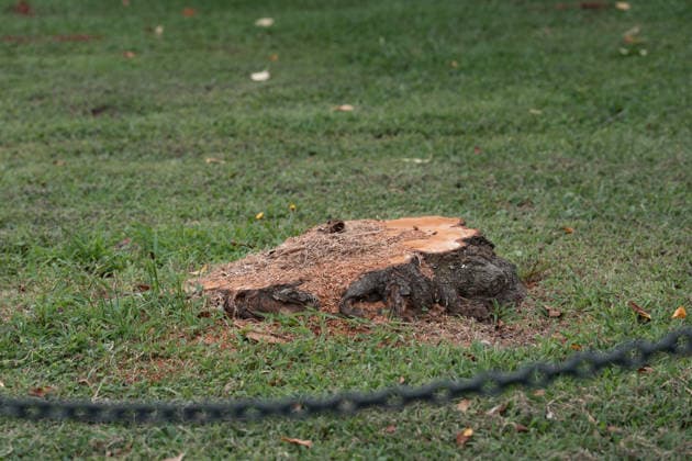 August 28, 2026, Washington, Dc, USA: Work crews have begun cutting down trees in the East Potomac Golf Course in Washington, D.C. on August 28, 2026. Officials say this is routine maintenance, but others fear President Trump is moving to renovate the golf course without the proper approval process. Washington USA - ZUMAl312 20260828_znp_l312_029 Copyright: xAndrewxLeydenx