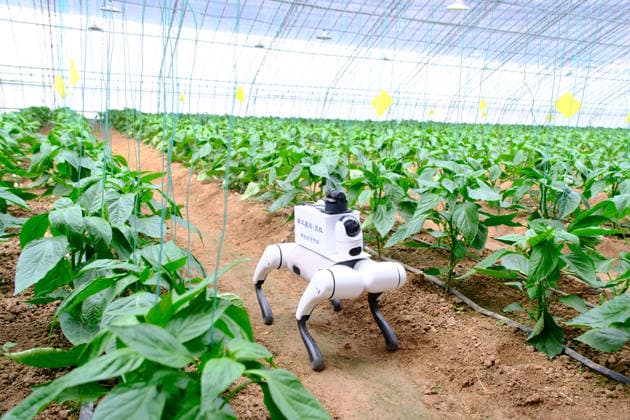 (260829) -- SHOUGUANG, Aug. 29, 2026 -- A robot dog patrols at a greenhouse in Shouguang, east China s Shandong Province, Aug. 26, 2026. TO GO WITH Across China: From robot dogs to homegrown seeds: how technology is transforming China s vegetable powerhouse ) CHINA-SHANDONG-SHOUGUANG-GREENHOUSE-ROBOT DOG (CN) ChenxXiang 