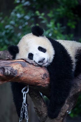 Chongqing Zoo Giant Panda Giant panda Wangshu sleeping at Chongqing Zoo, China on August 29, 2026. Chongqing Chongqing China  Copyright: xCFOTOx i1788026365257