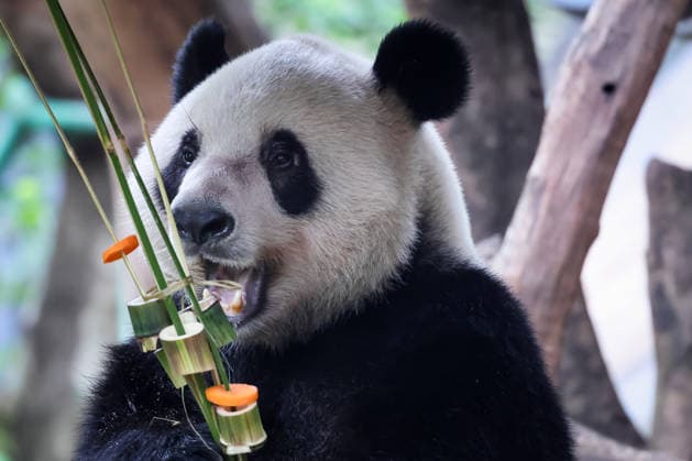 Chongqing Zoo Giant Panda Giant panda Qibao eating grilled skewers at Chongqing Zoo, China on August 29, 2026. Chongqing Chongqing China  Copyright: xCFOTOx i1788026365735
