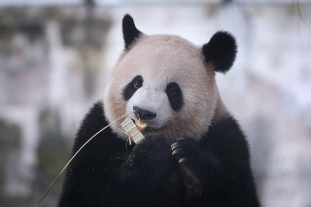 Chongqing Zoo Giant Panda Giant panda Liangyue eating grilled skewers at Chongqing Zoo, China on August 29, 2026. Chongqing Chongqing China  Copyright: xCFOTOx i1788026367731