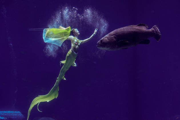 LISHUI, CHINA - AUGUST 29: Yang Lu of Team China competes in the women s individual mermaid dance preliminary round during 2026 China Mermaid Open (Lingshui Station) at Hainan Ocean Paradise Resort on August 29, 2026 in Lingshui, Hainan Province of China.  Copyright: xChinaxNewsxServicex 111662890799