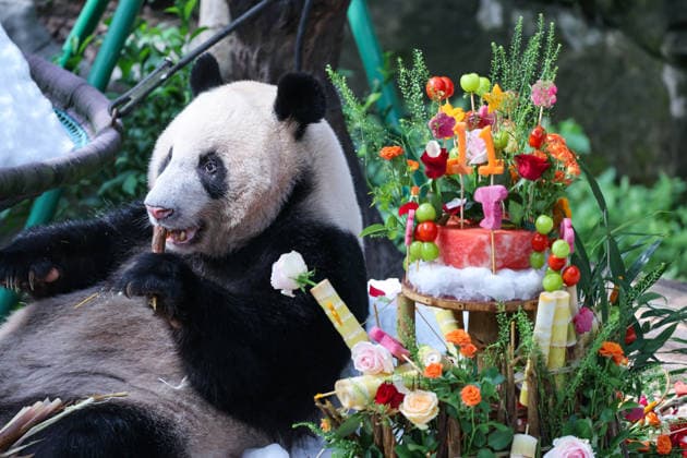 CHONGQING, CHINA - AUGUST 30: Giant panda Ding Ding is seen during his 11th birthday celebration at Chongqing Zoo on August 30, 2026 in Chongqing, China. Chongqing Zoo prepared a birthday party for Ding Ding with fruit and vegetable cakes, snow beds and rose petals, attracting numerous domestic and international visitors.  Copyright: xVCGx 111663034500
