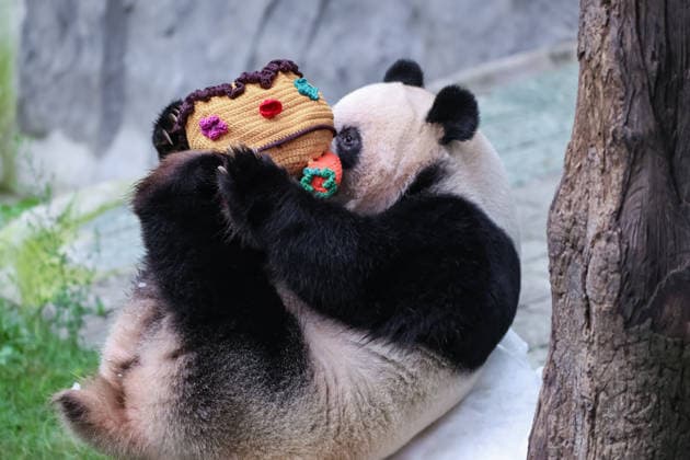CHONGQING, CHINA - AUGUST 30: Giant panda Ding Ding is seen during his 11th birthday celebration at Chongqing Zoo on August 30, 2026 in Chongqing, China. Chongqing Zoo prepared a birthday party for Ding Ding with fruit and vegetable cakes, snow beds and rose petals, attracting numerous domestic and international visitors.  Copyright: xVCGx 111663034491