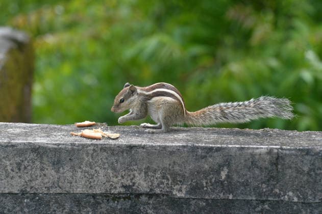 August 30, 2026, Siliguri, West Bengal, India: A squirrel eats food while sitting on a wall in Siliguri. Siliguri India  - ZUMAd209 20260830_znp_d209_002 Copyright: xDiptenduxDuttax