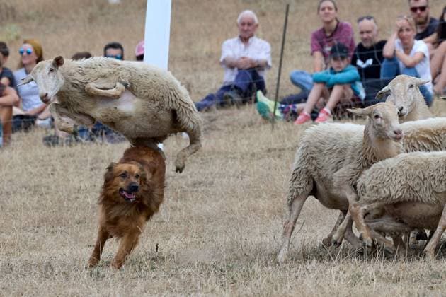 August 30, 2026, Uharte-Arakil, Spain: A sheep vaults over a sheepdog during a traditional herding competition held as part of Artzai Eguna, or Shepherd™s Day, in Uharte Arakil, Navarra, Spain. During the competition, dogs follow their handlers™ commands to gather and guide sheep through a marked course, demonstrating herding skills, obedience and coordination. Uharte-Arakil Spain - ZUMAq101 20260830_zna_q101_300 Copyright: xUnaixBeroizx