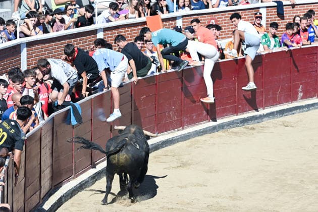 Final bull run of the San Sebastián de los Reyes festivities in Madrid. Runners during the eighth and final bull run of the San Sebastián de los Reyes festivities, featuring young bulls from the Montealto ranch, on August 31, 2026, in San Sebastián de los Reyes, Madrid, Spain. This is one of the most iconic events of the patron saint festivities in honor of the Santísimo Cristo de los Remedios. The route is 820 meters long and runs from the pens to the bullring, bringing together thousands of runners and spectators. During these days, there is also a nighttime bull run, a bull release, contests, and visits to the pens to see the bulls before the races. AUGUST 31, 2026, Spain  Copyright: xGustavoxValientex 7740701