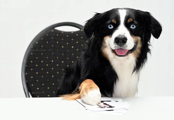 Hund Bandit posiert beim grossen Fantreffen und Preisverleihung der RTL Serie Unter Uns