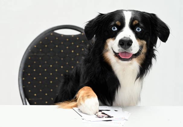 Hund Bandit posiert beim grossen Fantreffen und Preisverleihung der RTL Serie Unter Uns