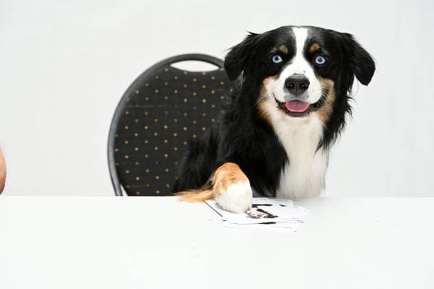 Hund Bandit posiert beim grossen Fantreffen und Preisverleihung der RTL Serie Unter Uns