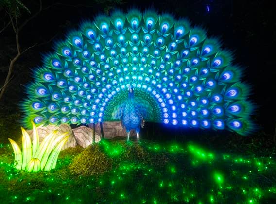 (260902) -- TORONTO, Sept. 2, 2026 -- This photo taken on Sept. 1, 2026 shows light installations during the opening ceremony of the Glow in the Wild show at the Toronto Zoo in Toronto, Canada. (Photo by Xinhua) CANADA-TORONTO-LIGHT INSTALLATIONS-SHOW ZouxZheng 