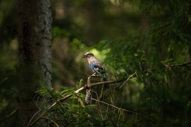 Entertainment Bilder des Tages Ein Eichelhäher hält sich im Doniswald an einem Ast eines Baumes fest. Königsfeld im Schwarzwald Baden-Württemberg Deutschland *** A jay clings to a tree branch in the Doniswald, Königsfeld in the Black Forest, Baden-Württemberg, Germany