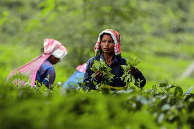News Bilder des Tages Tea garden in Nagaon Nagaon Assam , Sep 02 (ANI): A worker holds fresh tea leaves as she plucks them at a tea garden, in Nagaon on Wednesday. Nagaon Assam India Copyright: xANIx ANI_20260902094