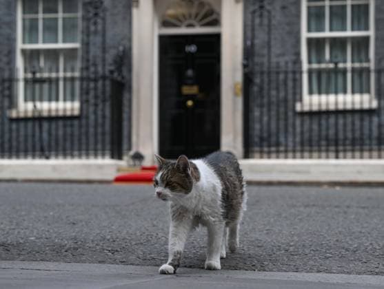 Entertainment Bilder des Tages Downing Street s mascot Larry spotted during Macron s visit LONDON, UNITED KINGDOM - SEPTEMBER 3: Larry, the Downing Street cat, is seen near 10 Downing Street during French President Emmanuel Macron s visit to the UK Prime Minister s Office in London, United Kingdom, on September 3, 2026. Rasid Necati Aslim Anadolu London United Kingdom. Editorial use only. Please get in touch for any other usage.  Copyright: x2026xAnadoluxRasidxNecatixAslimx