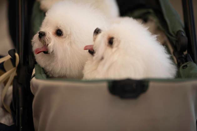 Entertainment Bilder des Tages September 4, 2026, South Tangerang, Banten, Indonesia: The ultimate gathering for pet lovers is back! Ã°Å¸Â?Â¾ Indonesia Pet Show 2026 has officially taken over ICE BSD, bringing together furry, feathered, and exotic companions for an unforgettable experience...This yearÃ¢â‚¬â ¢s event is packed with exciting highlights, including free veterinary check-ups and treatments, endless booth discounts on premium pet products, and an intense international grooming competition featuring talented groomers from across the globe. From hyper Huskies eager for talk sessions to surprising appearances by camels, the exhibition floor is filled with vibrant energy and adorable moments around every corner. South Tangerang Indonesia  - ZUMAh128 20260904_zap_h128_018 Copyright: xDonalxHusnix